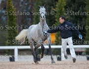 Cadoro Tosc Tour2013- S5 1631 : Arezzo, Cadoro, Cavalli d'Italia, Toscana Tour 2013, foto di Stefano Secchi ©